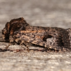 Thoracolopha verecunda at Melba, ACT - 3 Nov 2020