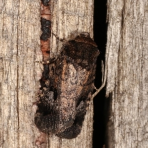 Thoracolopha verecunda at Melba, ACT - 3 Nov 2020