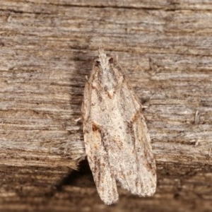 Acropolitis rudisana at Melba, ACT - 3 Nov 2020