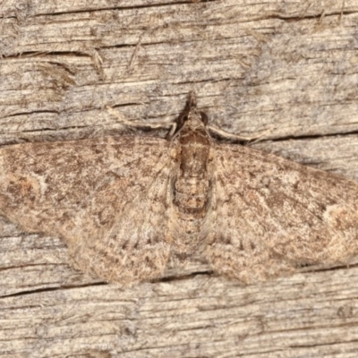 Pasiphilodes testulata (Pome looper) at Melba, ACT - 3 Nov 2020 by kasiaaus