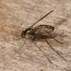 Dolichopodidae (family) (Unidentified Long-legged fly) at Melba, ACT - 3 Nov 2020 by kasiaaus