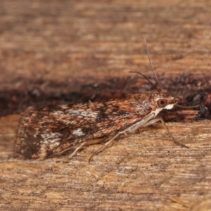 Achyra affinitalis at Melba, ACT - 3 Nov 2020 10:41 PM