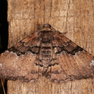 Aporoctena undescribed species at Melba, ACT - 3 Nov 2020 10:40 PM