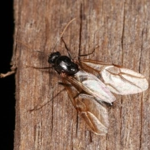 Formicidae (family) at Melba, ACT - 3 Nov 2020