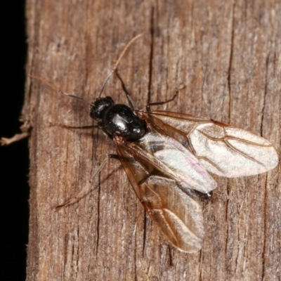 Formicidae (family) (Unidentified ant) at Melba, ACT - 3 Nov 2020 by kasiaaus