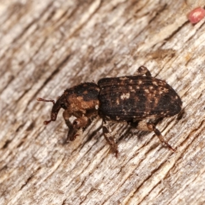 Achopera lachrymosa (Weevil) at Melba, ACT - 3 Nov 2020 by kasiaaus