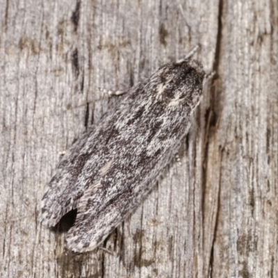 Agriophara (genus) (A Flat-bodied moth (Stenomatinae, Depressariidae)) at Melba, ACT - 3 Nov 2020 by kasiaaus