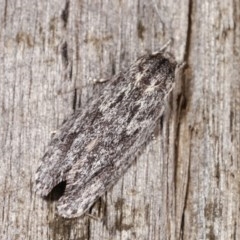 Agriophara (genus) (A concealer moth) at Melba, ACT - 3 Nov 2020 by kasiaaus
