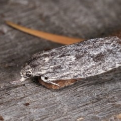 Agriophara (genus) at Melba, ACT - 3 Nov 2020