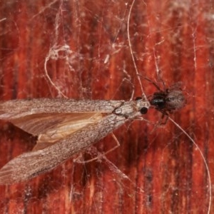 Badumna sp. (genus) at Melba, ACT - 3 Nov 2020 10:48 PM