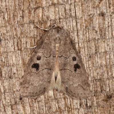 Calathusa sp nr dispila at Melba, ACT - 3 Nov 2020 by kasiaaus