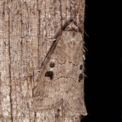 Calathusa sp nr dispila at Melba, ACT - 3 Nov 2020 11:57 PM