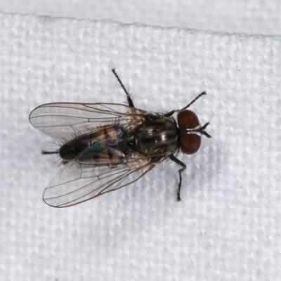 Unverified True fly (Diptera) at Melba, ACT - 3 Nov 2020 by kasiaaus