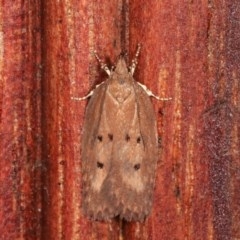 Doleromima hypoxantha (A Gelechioid moth) at Melba, ACT - 3 Nov 2020 by kasiaaus