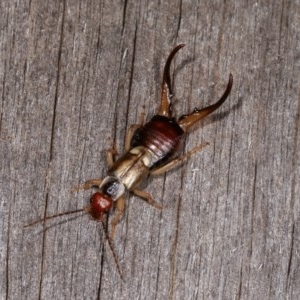 Forficula auricularia at Melba, ACT - 3 Nov 2020 11:09 PM