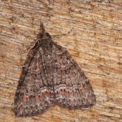 Microdes squamulata (Dark-grey Carpet) at Melba, ACT - 3 Nov 2020 by kasiaaus