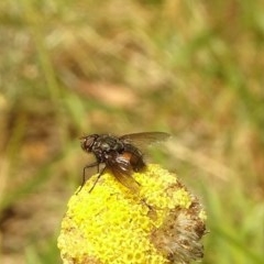 Rutilia sp. (genus) (A Rutilia bristle fly, subgenus unknown) at Aranda, ACT - 6 Nov 2020 by Jubeyjubes