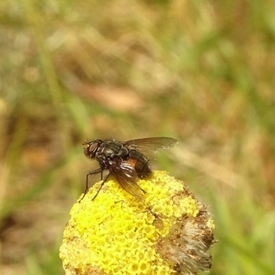 Rutilia sp. (genus) (A Rutilia bristle fly, subgenus unknown) at Aranda, ACT - 5 Nov 2020 by Jubeyjubes