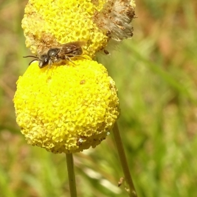 Lasioglossum (Chilalictus) sp. (genus & subgenus) (Halictid bee) at Aranda, ACT - 6 Nov 2020 by Jubeyjubes