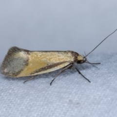 Philobota undescribed species near arabella (A concealer moth) at Melba, ACT - 3 Nov 2020 by kasiaaus