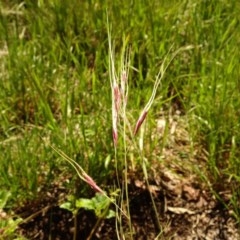 Nassella neesiana (Chilean Needlegrass) at Aranda, ACT - 6 Nov 2020 by Jubeyjubes