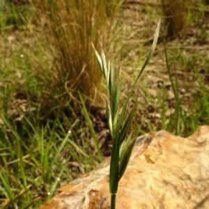 Bromus sp. at Aranda, ACT - 6 Nov 2020