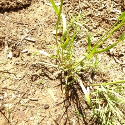 Lolium sp. (Ryegrass) at Aranda, ACT - 6 Nov 2020 by Jubeyjubes