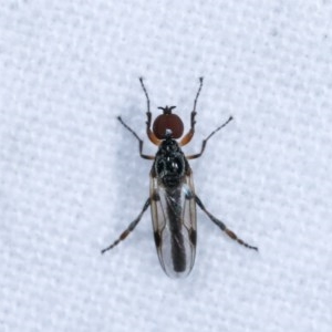 Bibionidae (family) at Melba, ACT - 4 Nov 2020 12:04 AM