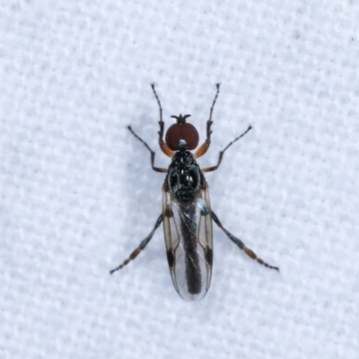 Bibionidae (family) (Bibionid fly) at Melba, ACT - 3 Nov 2020 by kasiaaus