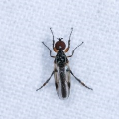 Bibionidae sp. (family) (Bibionid fly) at Melba, ACT - 3 Nov 2020 by kasiaaus