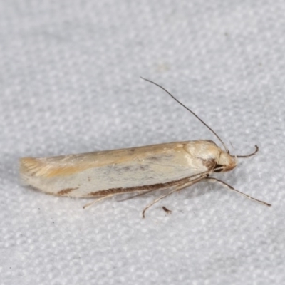 Philobota protecta (A concealer moth) at Melba, ACT - 3 Nov 2020 by kasiaaus