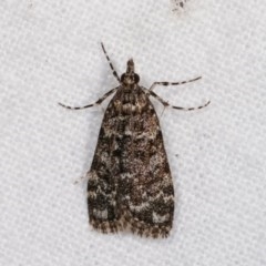 Scoparia syntaracta (A Pyralid moth) at Melba, ACT - 3 Nov 2020 by kasiaaus