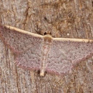 Idaea costaria at Melba, ACT - 4 Nov 2020