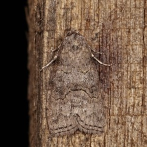 Calathusa sp nr dispila at Melba, ACT - 4 Nov 2020