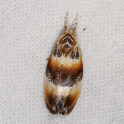 Piloprepes anassa (A Concealer moth (Wingia group)) at Melba, ACT - 4 Nov 2020 by kasiaaus