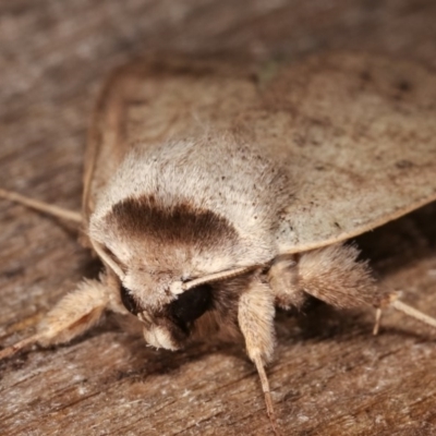 Pantydia sparsa (Noctuid Moth) at Melba, ACT - 4 Nov 2020 by kasiaaus