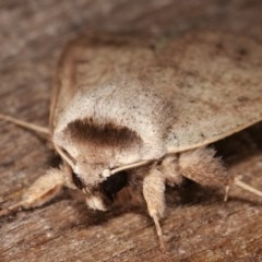Pantydia sparsa (Noctuid Moth) at Melba, ACT - 3 Nov 2020 by kasiaaus
