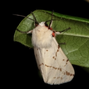 Ardices canescens at Melba, ACT - 4 Nov 2020 12:23 AM