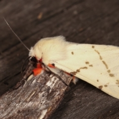 Ardices canescens at Melba, ACT - 4 Nov 2020 12:23 AM