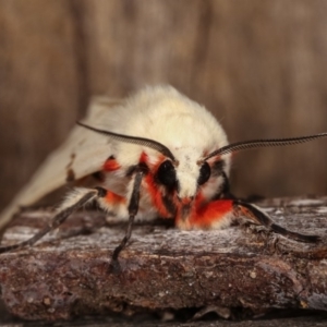 Ardices canescens at Melba, ACT - 4 Nov 2020 12:23 AM