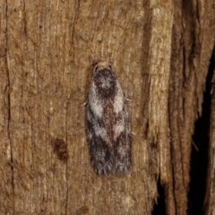 Phylomictis maligna (A Stenomatinae moth) at Melba, ACT - 3 Nov 2020 by kasiaaus