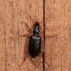 Notagonum submetallicum (Predatory ground beetle) at Melba, ACT - 4 Nov 2020 by kasiaaus