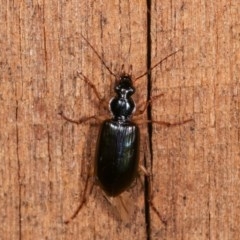 Notagonum submetallicum (Predatory ground beetle) at Melba, ACT - 3 Nov 2020 by kasiaaus