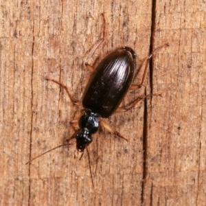 Notagonum submetallicum at Melba, ACT - 4 Nov 2020