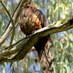 Macropygia phasianella (Brown Cuckoo-dove) at Wingecarribee Local Government Area - 5 Nov 2020 by Snowflake