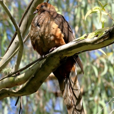 Macropygia phasianella (Brown Cuckoo-dove) at Exeter, NSW - 5 Nov 2020 by Snowflake