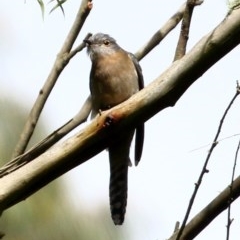 Cacomantis flabelliformis (Fan-tailed Cuckoo) at Exeter, NSW - 6 Nov 2020 by Snowflake