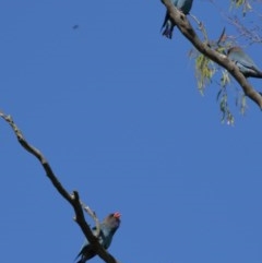 Eurystomus orientalis (Dollarbird) at Exeter - 5 Nov 2020 by Snowflake