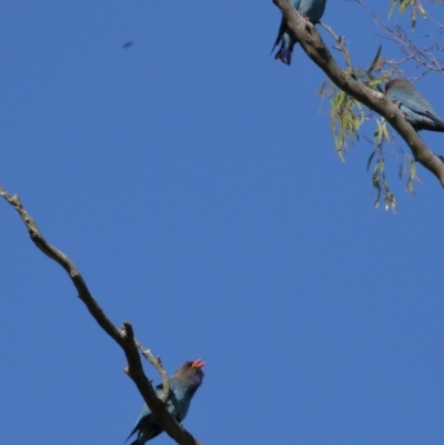 Eurystomus orientalis (Dollarbird) at Exeter, NSW - 5 Nov 2020 by Snowflake