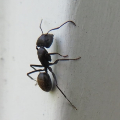 Camponotus aeneopilosus (A Golden-tailed sugar ant) at Flynn, ACT - 5 Nov 2020 by Christine
